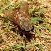 Tabanus sudeticus Zeller, 1842 - Taon des Sudètes (femelle)