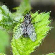 Triarthria setipennis (Fallén, 1810)