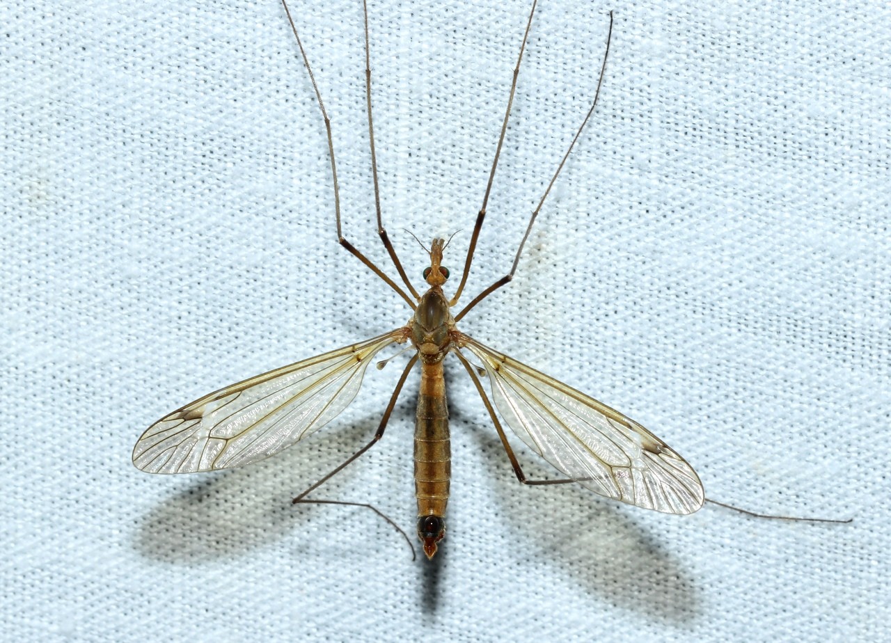 Tipula fascipennis Meigen, 1818 (femelle)