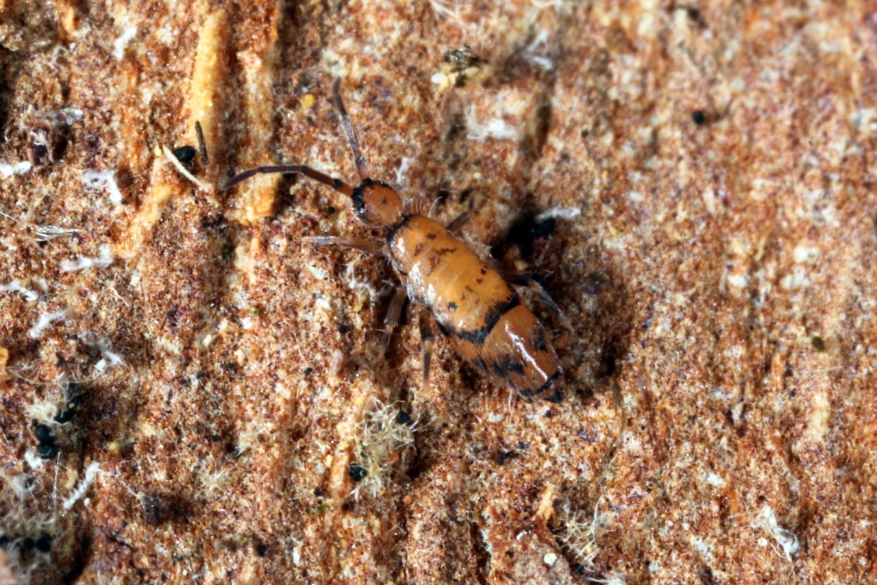 Willowsia nigromaculata (Lubbock, 1873)