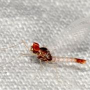 Procloeon pennulatum (Eaton, 1870) (mâle)