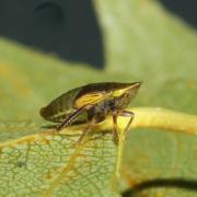 Aphrodes bicinctus / makarovi (larve)