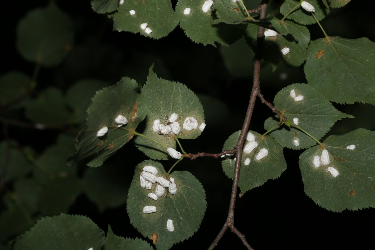 Pulvinaria hydrangeae Steinweden, 1946 - Cochenille de l'Hortensia
