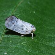 Metcalfa pruinosa (Say, 1830) - Cicadelle pruineuse, Cicadelle blanche 