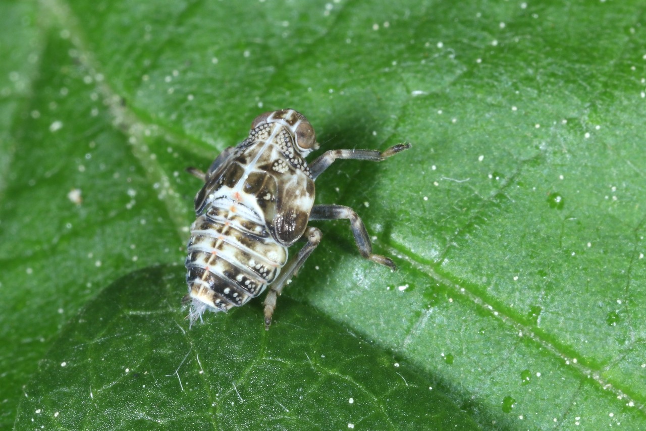 Issus coleoptratus (Fabricius, 1781) - Isside commun, Cigale bossue (larve)