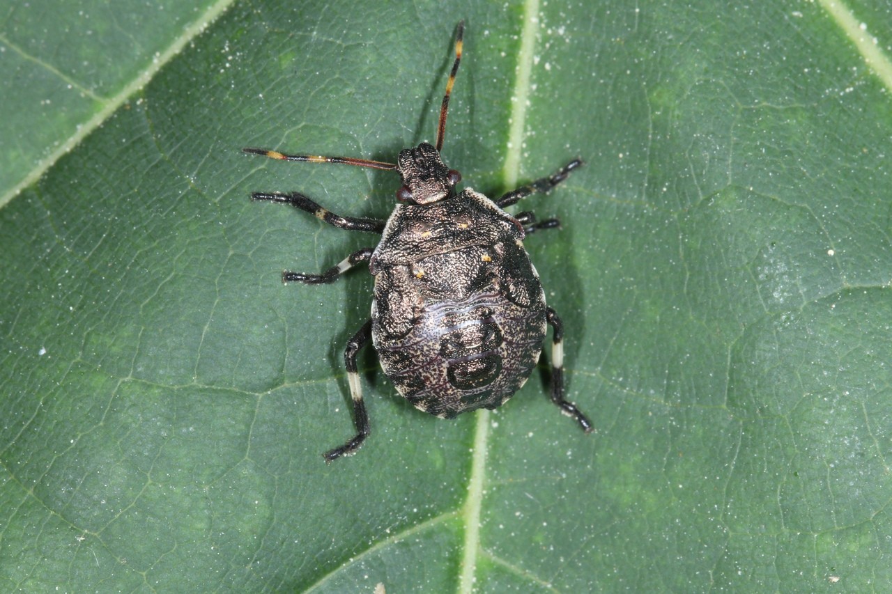 Picromerus bidens (Linnaeus, 1758) - Punaise épineuse (larve stade V - J40)