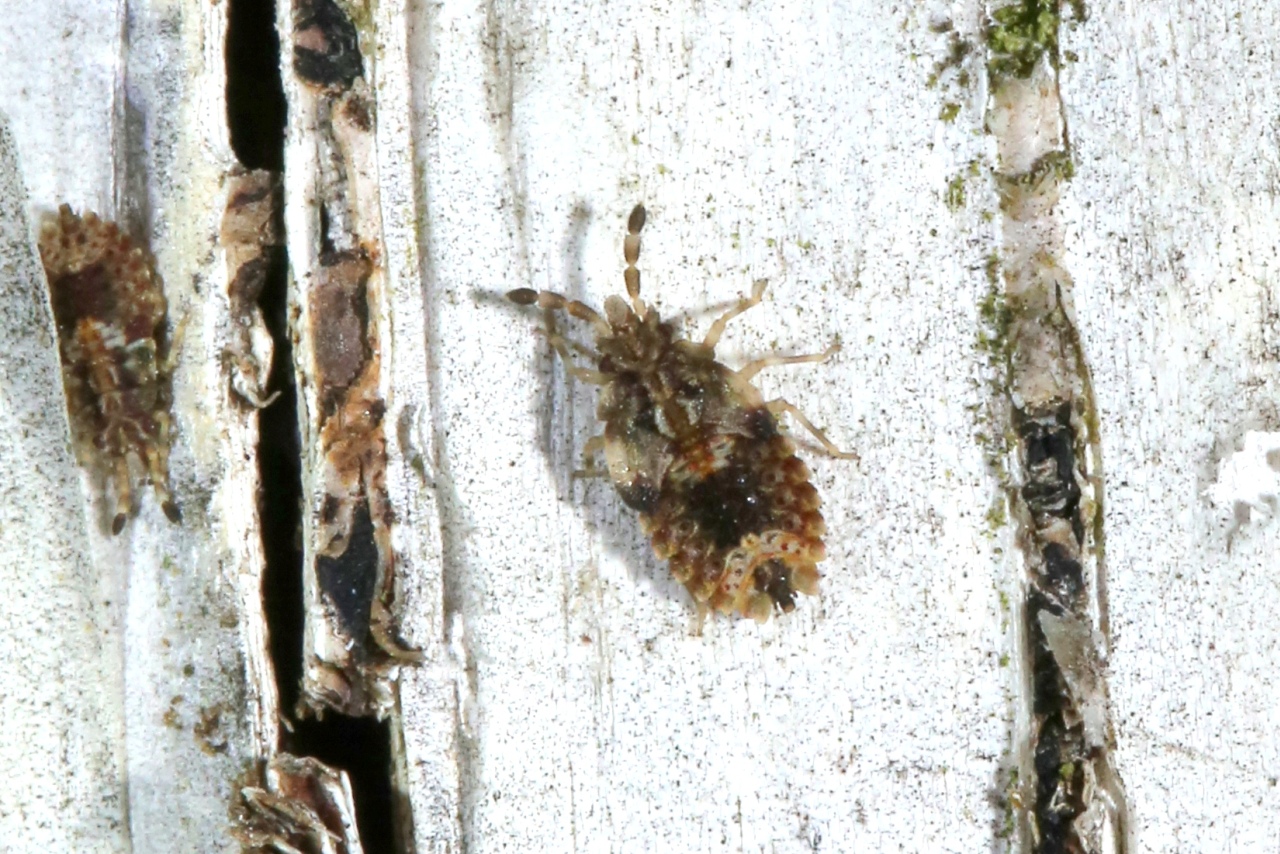 Aradus sp (larve)