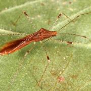 Metatropis rufescens (Herrich-Schäffer, 1835) - Punaise Echassier