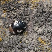 Tritomegas bicolor (Linnaeus, 1758) - Punaise noire à 4 taches blanches, Punaise Pie