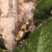 Rhabdomiris striatellus (Fabricius, 1794) - Miride strié du chêne (larve)