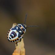 Eurydema ornata (Linnaeus, 1758) - Punaise ornée du Chou (larve)