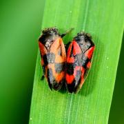 Haematoloma dorsata (Ahrens, 1812) - Cicadelle des Pins