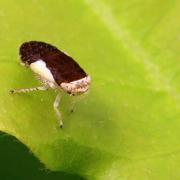 Allygidius sp cf commutatus (larve)