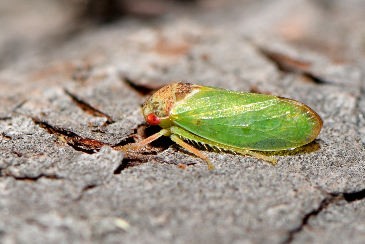 Iassus lanio (Linnaeus, 1760) - Cicadelle du Chêne