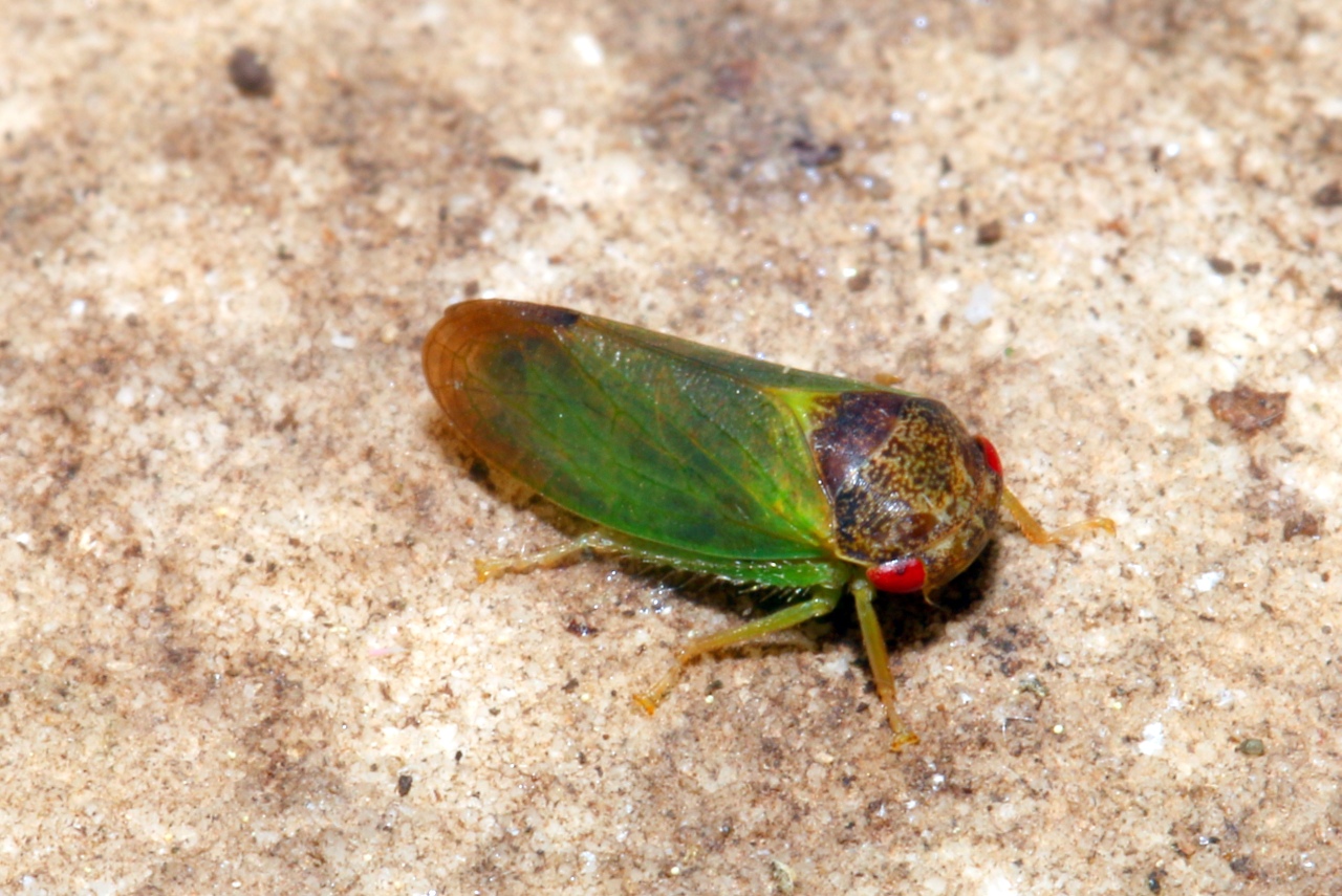 Iassus lanio (Linnaeus, 1760) - Cicadelle du Chêne