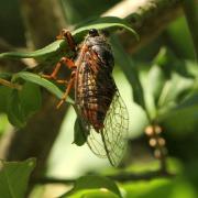 Cicadetta sp - Cigalette (femelle)