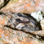 Issus coleoptratus (Fabricius, 1781) - Isside commun, Cigale bossue (femelle)