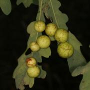 Cynips quercusfolii Linnaeus, 1758 - Galle en cerise du Chêne