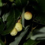 Cynips quercusfolii Linnaeus, 1758 - Galle en cerise du Chêne 