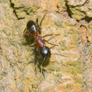 Camponotus ligniperda (Latreille, 1802) (ouvrière)
