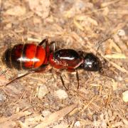 Camponotus ligniperda (Latreille, 1802) (reine)