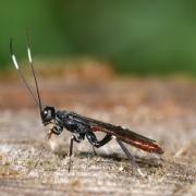 Xorides filiformis (Gravenhorst, 1829) (mâle)