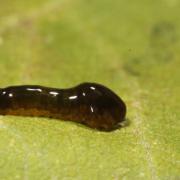 Caliroa cerasi (Linnaeus, 1758) - Tenthrède limace (larve)