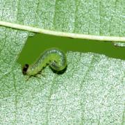 Hemichroa australis (Audinet-Serville, 1823) (larve)