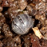 Armadillidium vulgare (Latreille, 1804) - Cloporte commun, Armadille commune