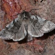 Achlya flavicornis (Linnaeus, 1758) - Flavicorne