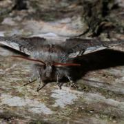 Achlya flavicornis (Linnaeus, 1758) - Flavicorne
