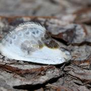 Cilix glaucata (Scopoli, 1763) - Petite Epine