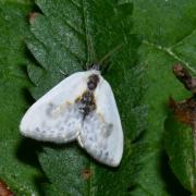 Cilix glaucata (Scopoli, 1763) - Petite Epine