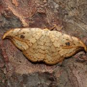 Drepana falcataria (Linnaeus, 1758) - Faucille