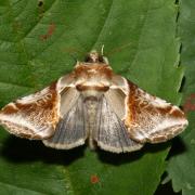 Habrosyne pyritoides (Hufnagel, 1766) - Ratissée