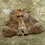 Ochropacha duplaris (Linnaeus, 1760) - Double Ligne, Bipoint