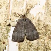 Ochropacha duplaris (Linnaeus, 1760) - Double Ligne, Bipoint