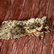 Polyploca ridens (Fabricius, 1787) - Rieuse, Tête rouge