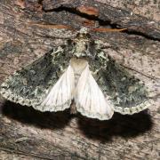Polyploca ridens (Fabricius, 1787) - Rieuse, Tête rouge
