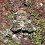 Tethea ocularis (Linnaeus, 1767) - Octogésime