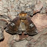 Tethea ocularis (Linnaeus, 1767) - Octogésime