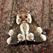Thyatira batis (Linnaeus, 1758) - Batis