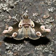 Thyatira batis (Linnaeus, 1758) - Batis