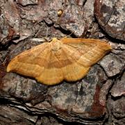 Watsonalla cultraria (Fabricius, 1775) - Serpette