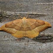 Watsonalla cultraria (Fabricius, 1775) - Serpette
