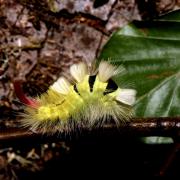 Calliteara pudibunda (Linnaeus, 1758) - Pudibonde, Patte étendue (chenille)