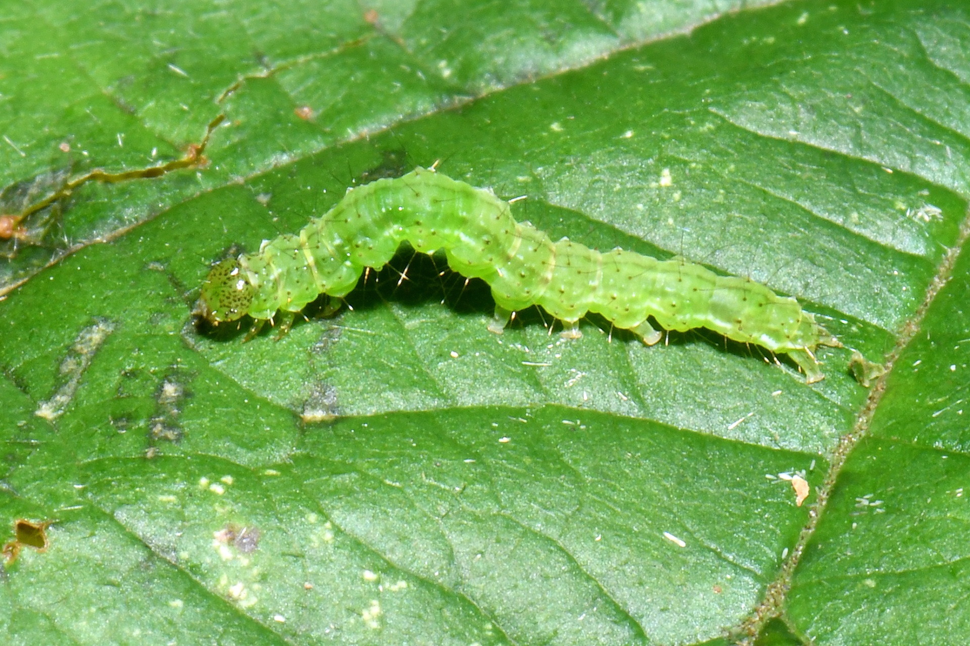 Hypena proboscidalis (Linnaeus, 1758) - Noctuelle à museau (chenille)