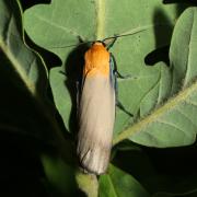 Lithosia quadra (Linnaeus, 1758) - Lithosie quadrille (mâle)