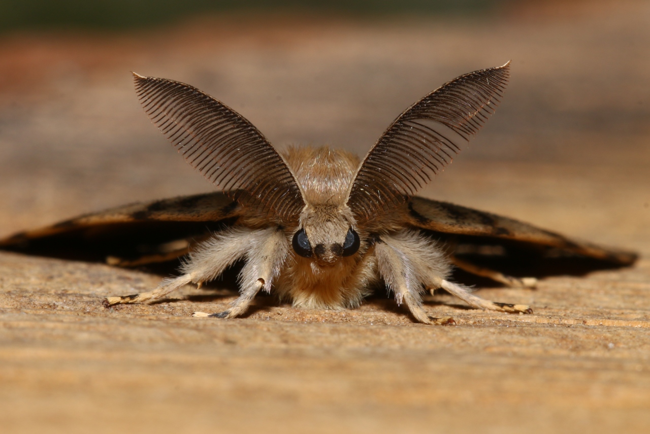 Lymantria dispar (Linnaeus, 1758) - Bombyx disparate, Spongieuse (mâle)