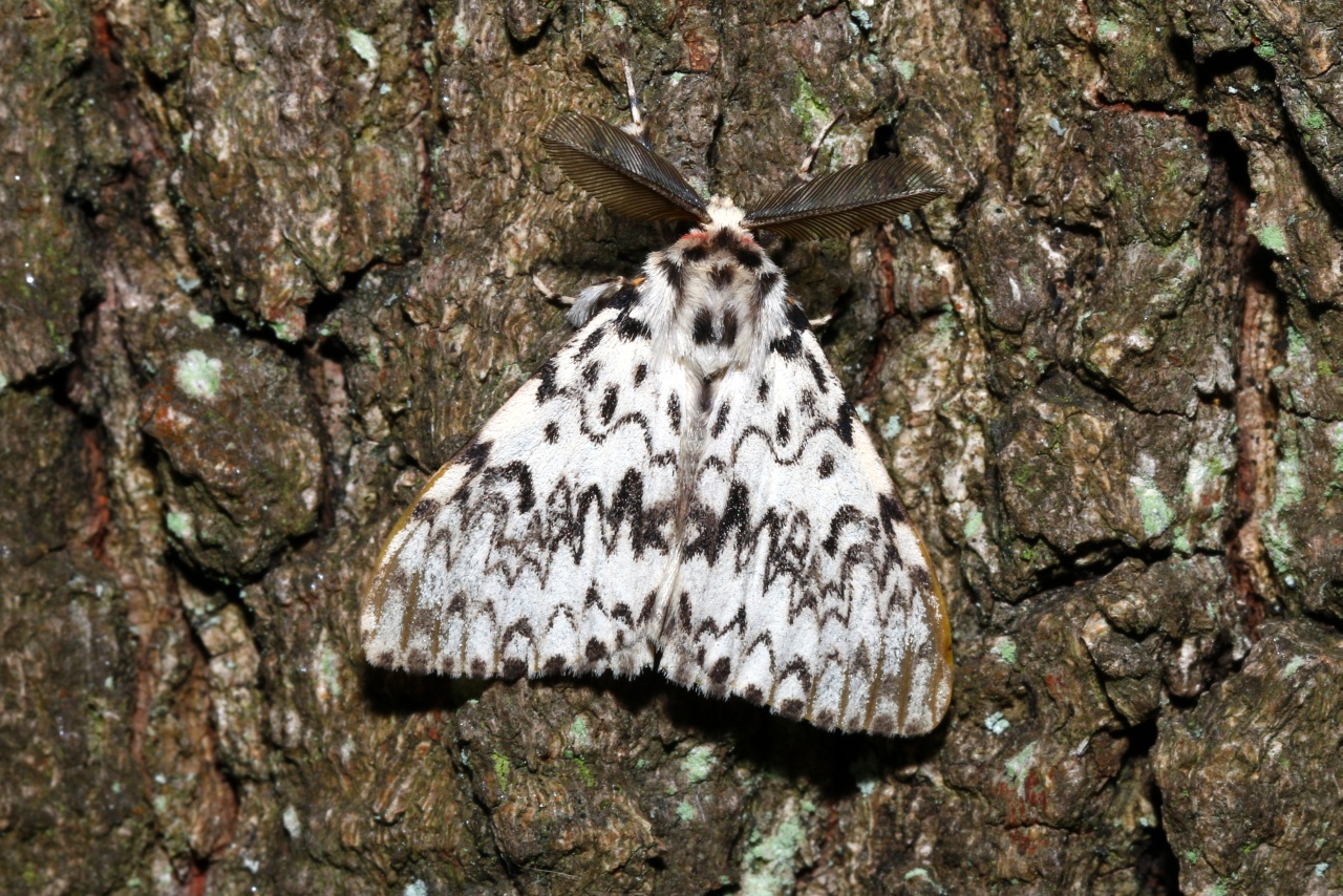 Lymantria monacha (Linnaeus, 1758) - Nonne, Cul noir